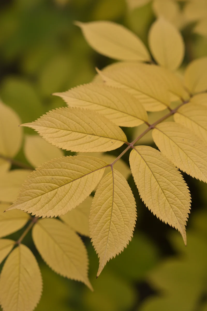 Schwarzer Holunder 'Aurea' / Sambucus nigra 'Aurea'