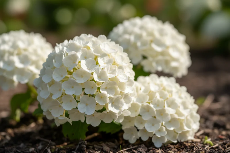 Schneeball 'Eskimo' / Viburnum 'Eskimo'