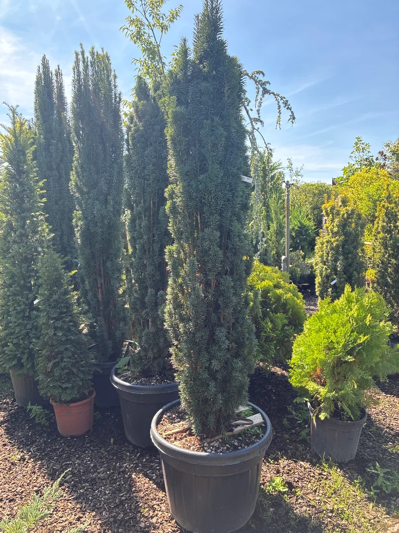 Schmale Säuleneibe 'Fastigiata Robusta' / Taxus baccata 'Fastigiata Robusta'