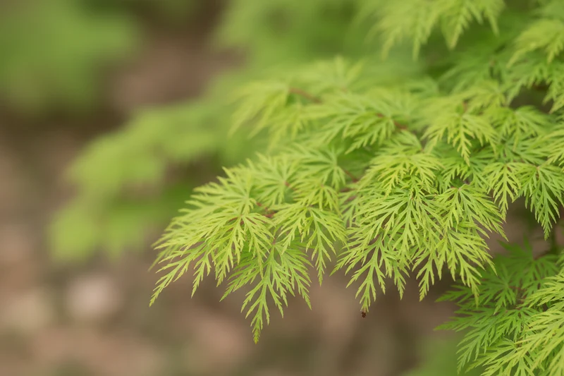 Schlitzahorn 'Dissectum Viridis' / Acer palmatum 'Dissectum Viridis'