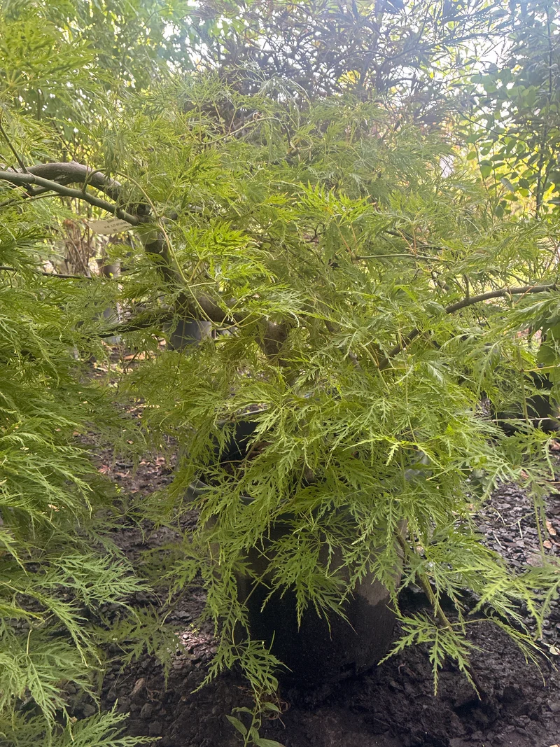 Schlitzahorn 'Dissectum Viridis' / Acer palmatum 'Dissectum Viridis'