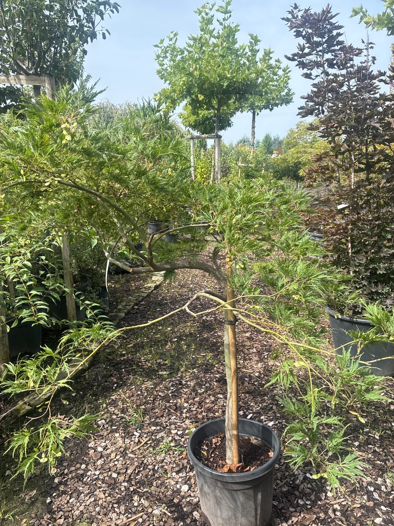Schlitzahorn 'Dissectum Viridis' / Acer palmatum 'Dissectum Viridis'
