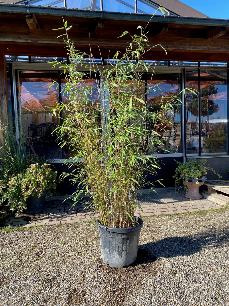 Schirmbambus / Fargesia rufa