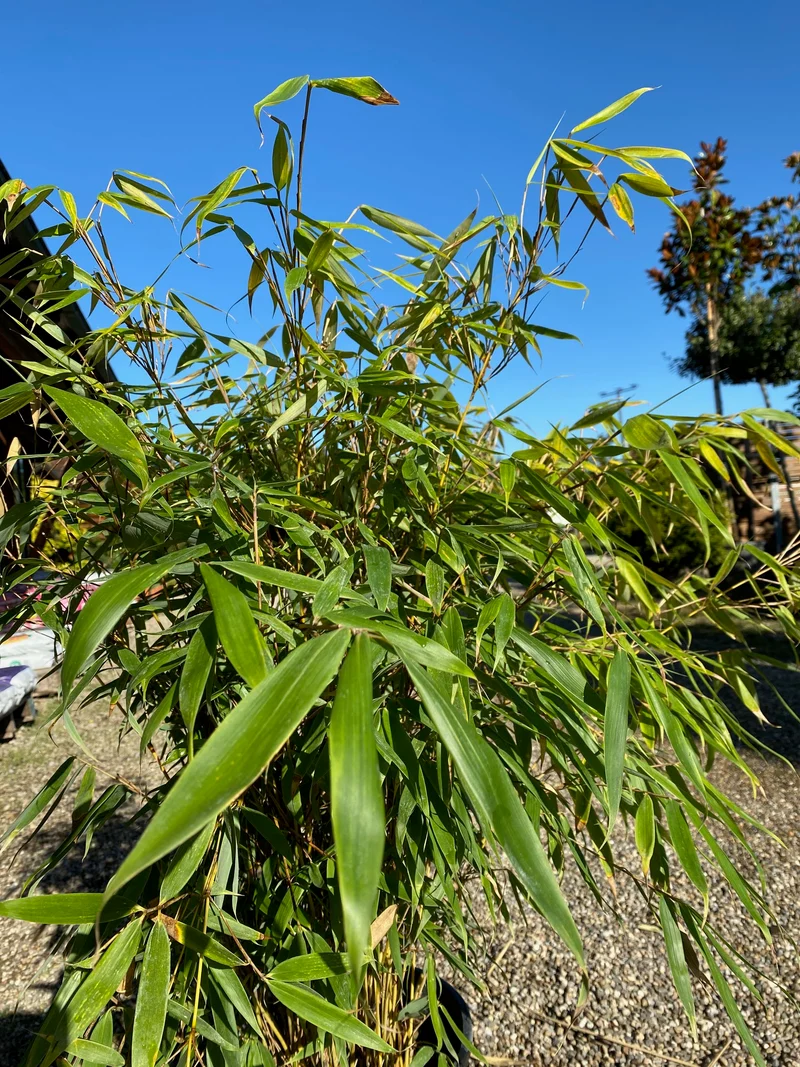 Schirmbambus 'Campbell' / Fargesia robusta 'Campbell'