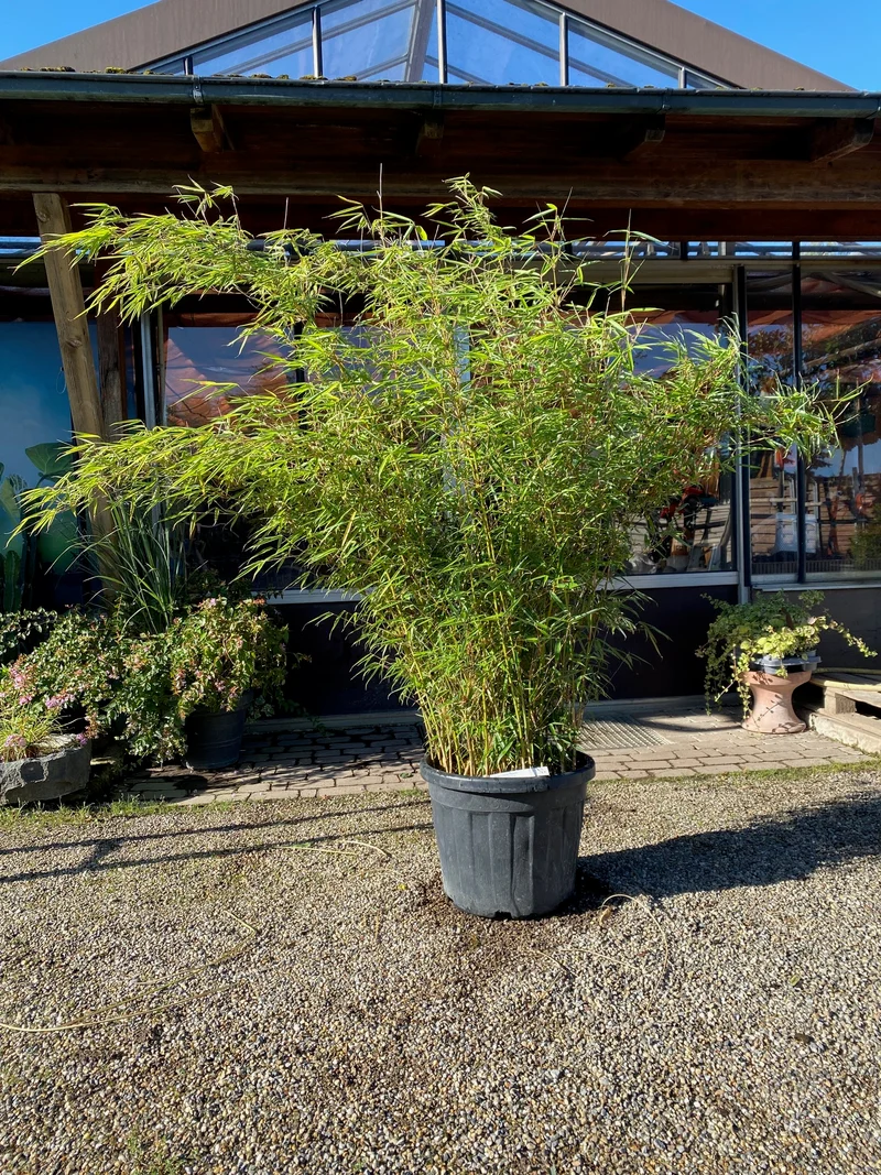 Schirmbambus 'Campbell' / Fargesia robusta 'Campbell'