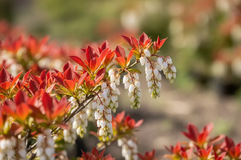 Schattenglöckchen 'Mountain Fire' / Pieris japonica 'Mountain Fire'