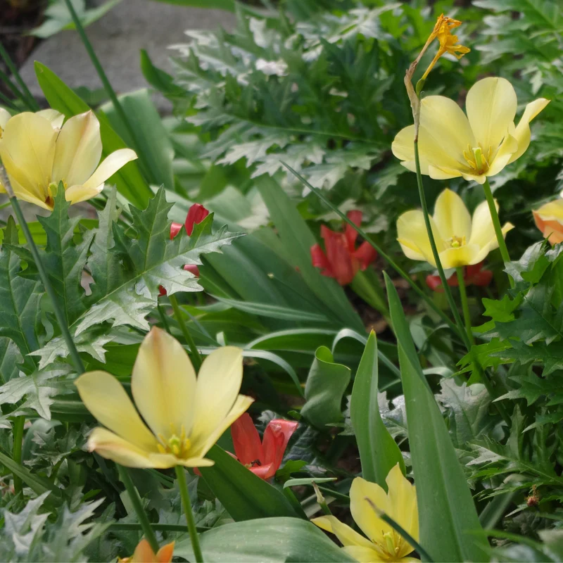 Tulipa batalinii 'Bright Gem' - Zwerg-Wildtulpe