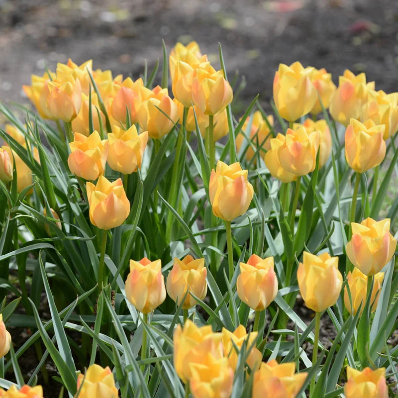 Tulipa batalinii 'Bright Gem' - Zwerg-Wildtulpe