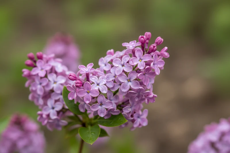 Meyer's Flieder 'Palibin' / Syringa meyeri 'Palibin'