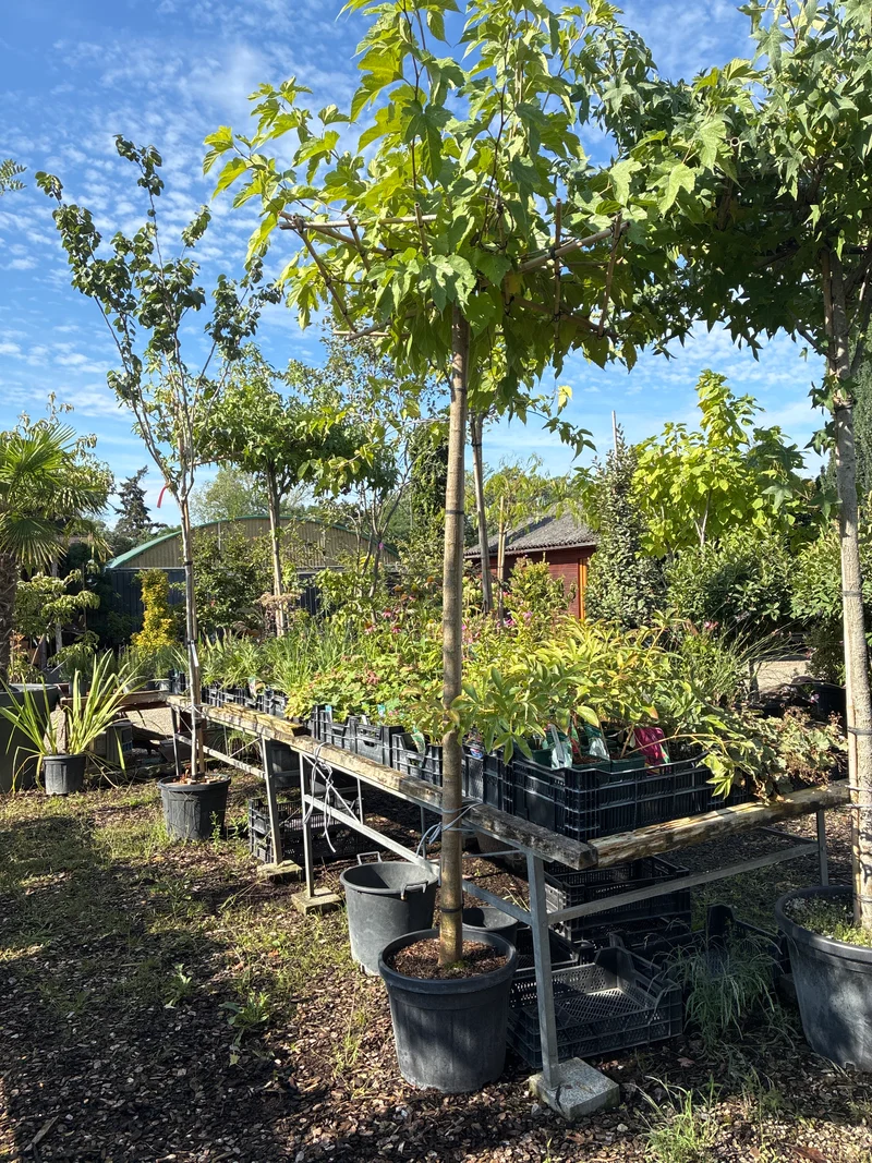 Maulbeerbaum 'Fruitless' / Morus alba 'Fruitless'