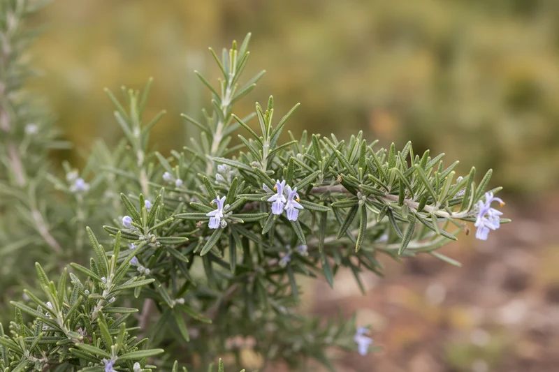 Mattenförmiger Garten-Rosmarin / Rosmarinus officinalis 'Prostratus'