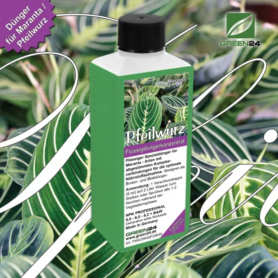 Maranta-Dünger