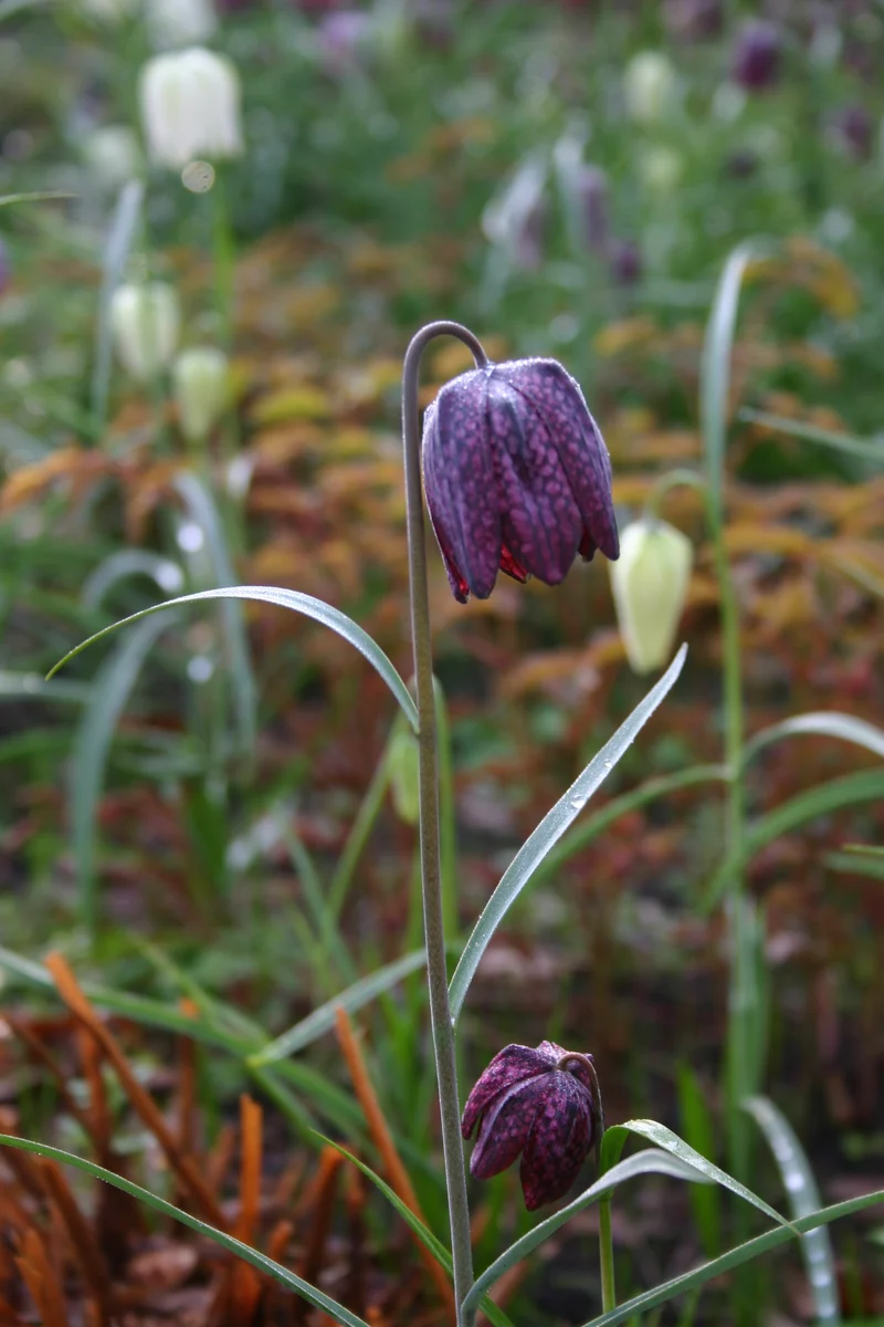 Fritillaria meleagris - Schachbrettblume