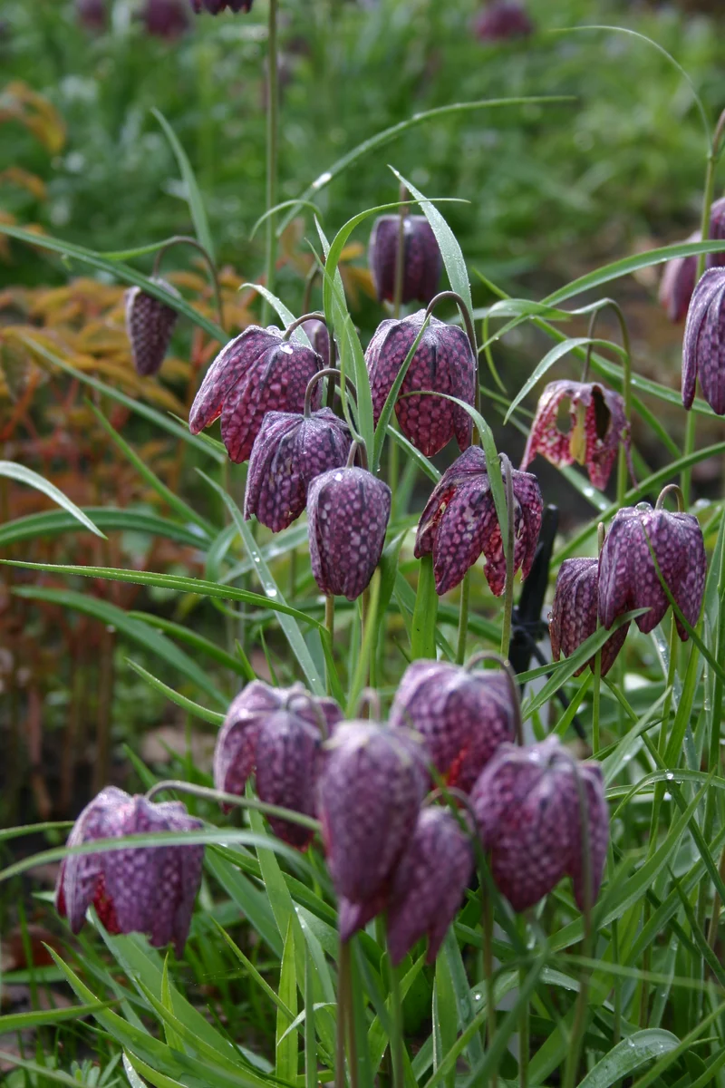 Fritillaria meleagris - Schachbrettblume