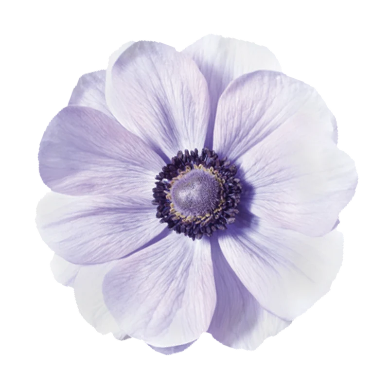 Anemone coronaria MISTRAL PLUS® ‘Azzuro‘ -Italienische Kronen-Anemone