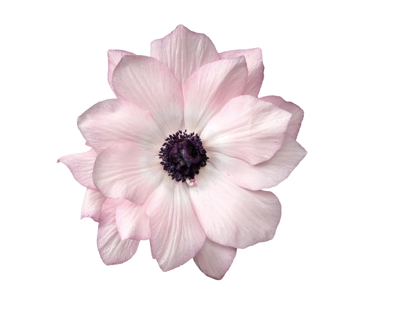 Anemone coronaria MISTRAL® ‘Edge Rosa‘ - Italienische Kronen-Anemone