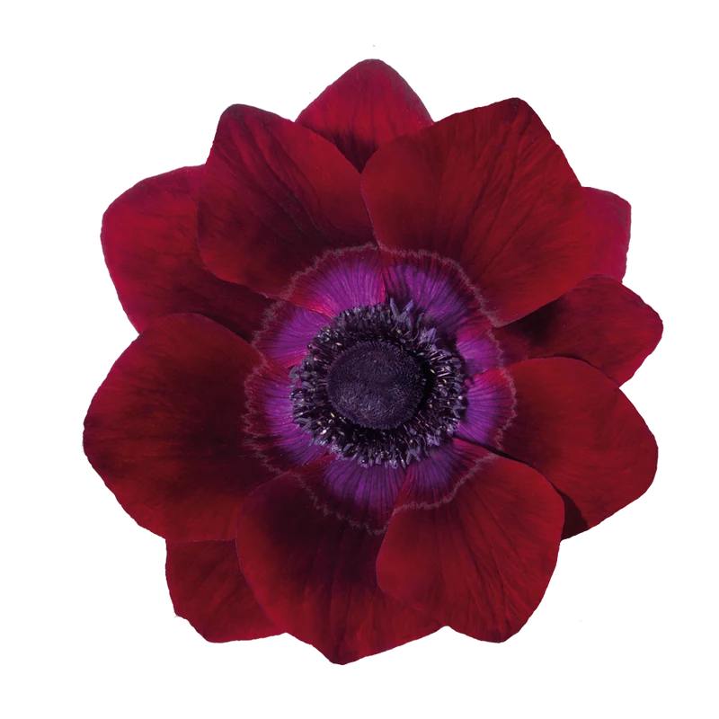 Anemone coronaria MISTRAL® ‘Bordeaux’ - Italienische Kronen-Anemone