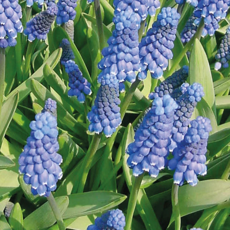 Muscari aucheri 'Blue Magic' - Traubenhyazinthe