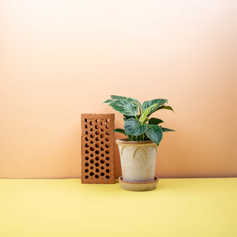 PHILODENDRON BIRKIN