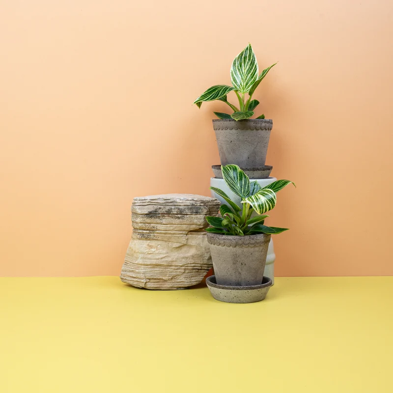 PHILODENDRON BIRKIN