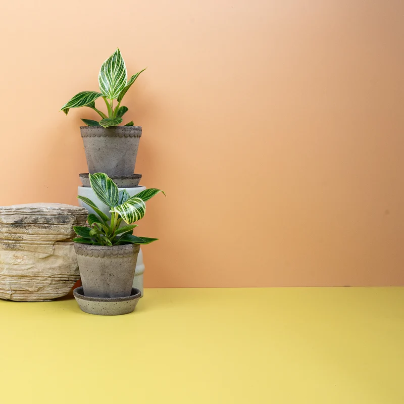 PHILODENDRON BIRKIN