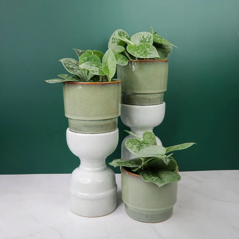 SCINDAPSUS PICTUS SILVER ANN