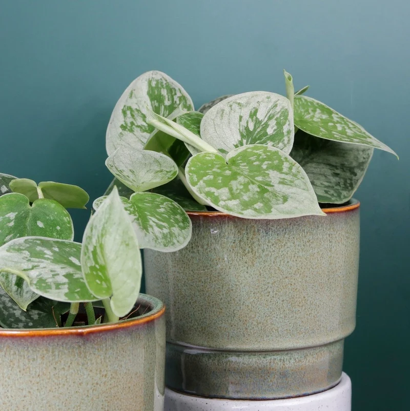 SCINDAPSUS PICTUS SILVER ANN