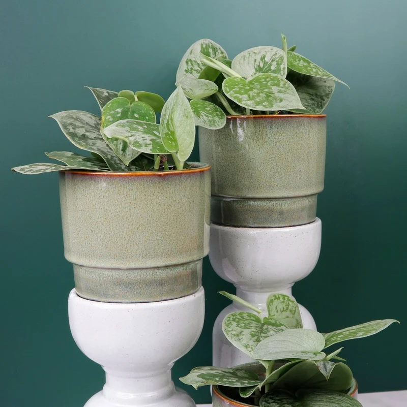SCINDAPSUS PICTUS SILVER ANN