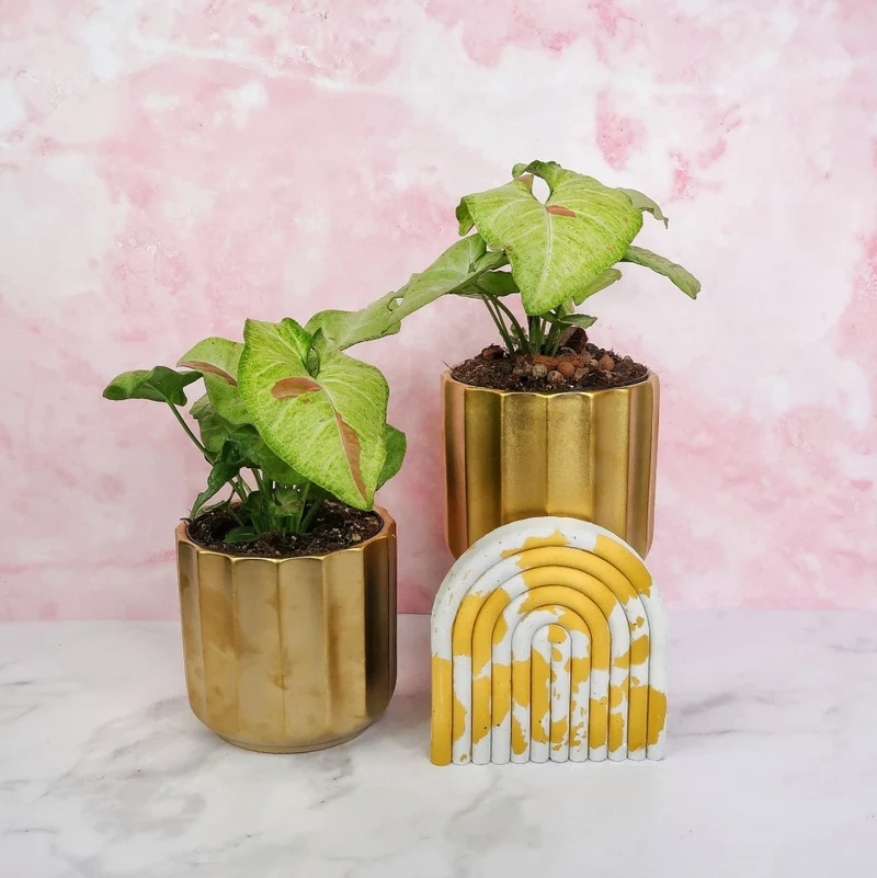 SYNGONIUM CONFETTI