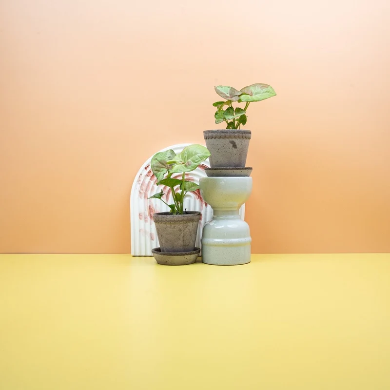 SYNGONIUM CONFETTI