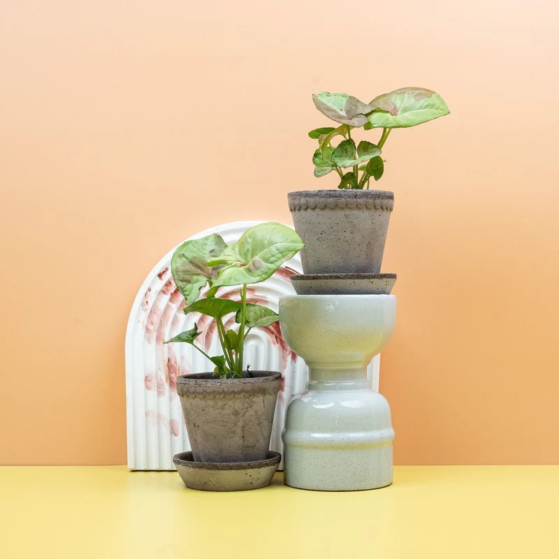 SYNGONIUM CONFETTI