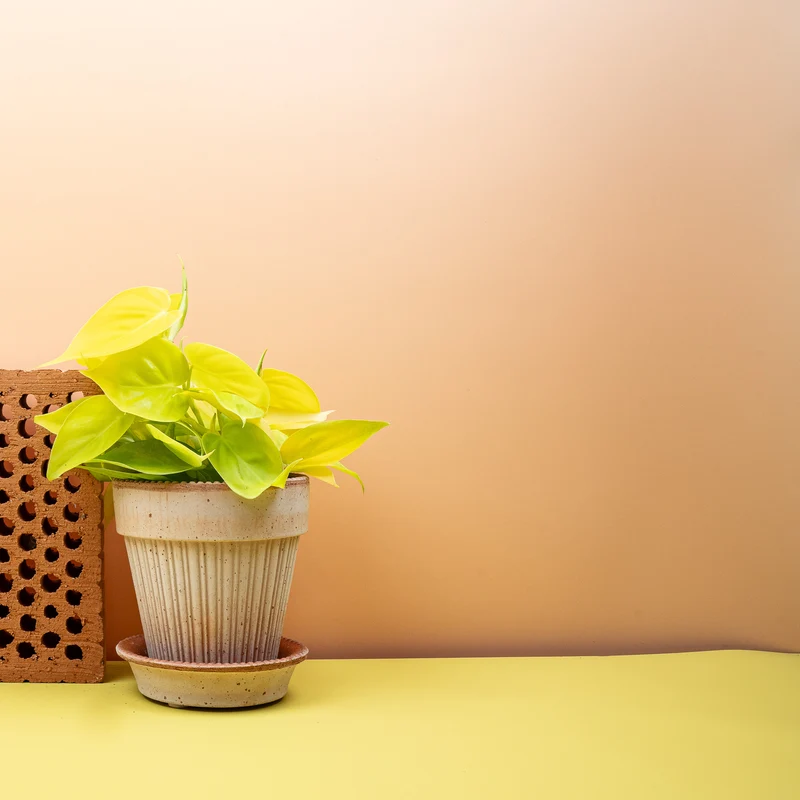 PHILODENDRON HEDERACEUM LEMON LIME