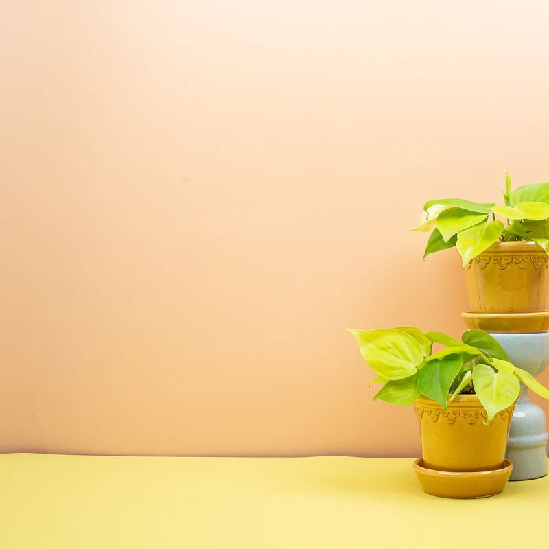 PHILODENDRON HEDERACEUM LEMON LIME
