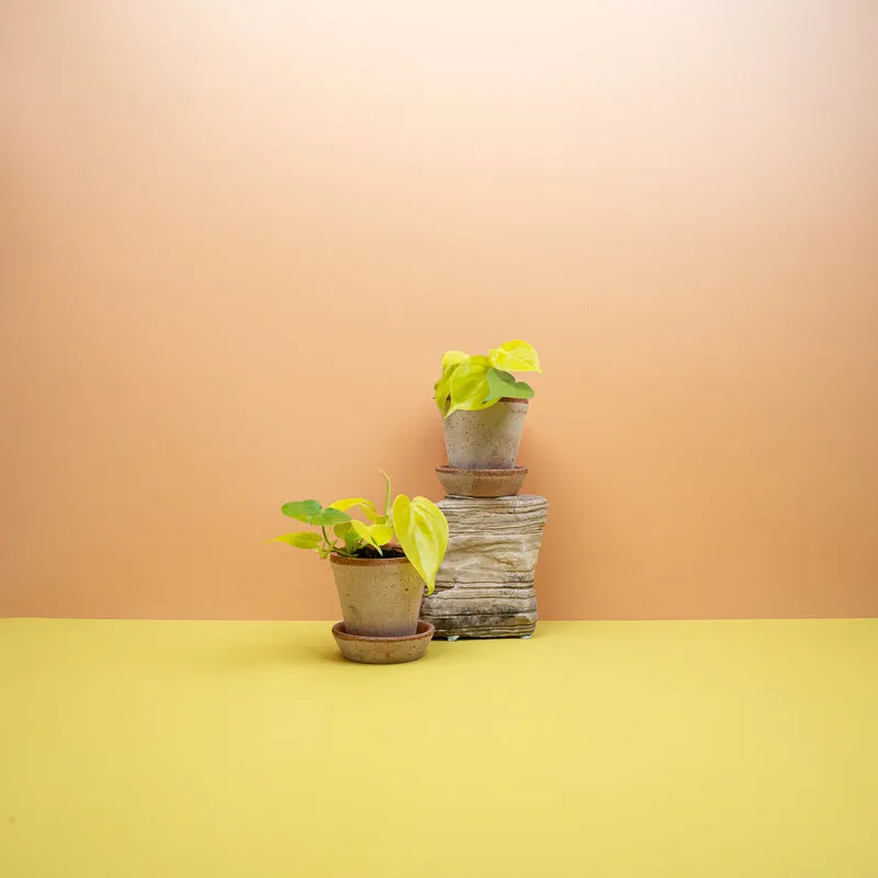 PHILODENDRON HEDERACEUM LEMON LIME