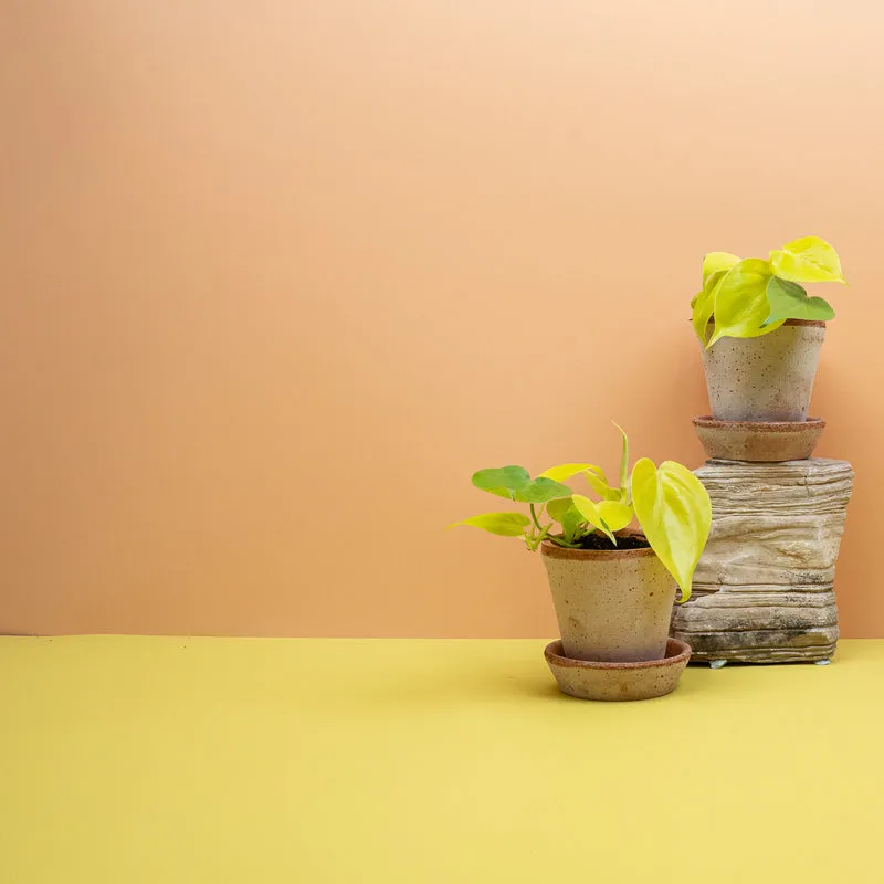 PHILODENDRON HEDERACEUM LEMON LIME