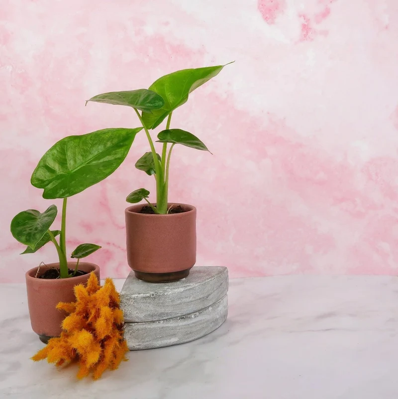 ALOCASIA MACRORRHIZA