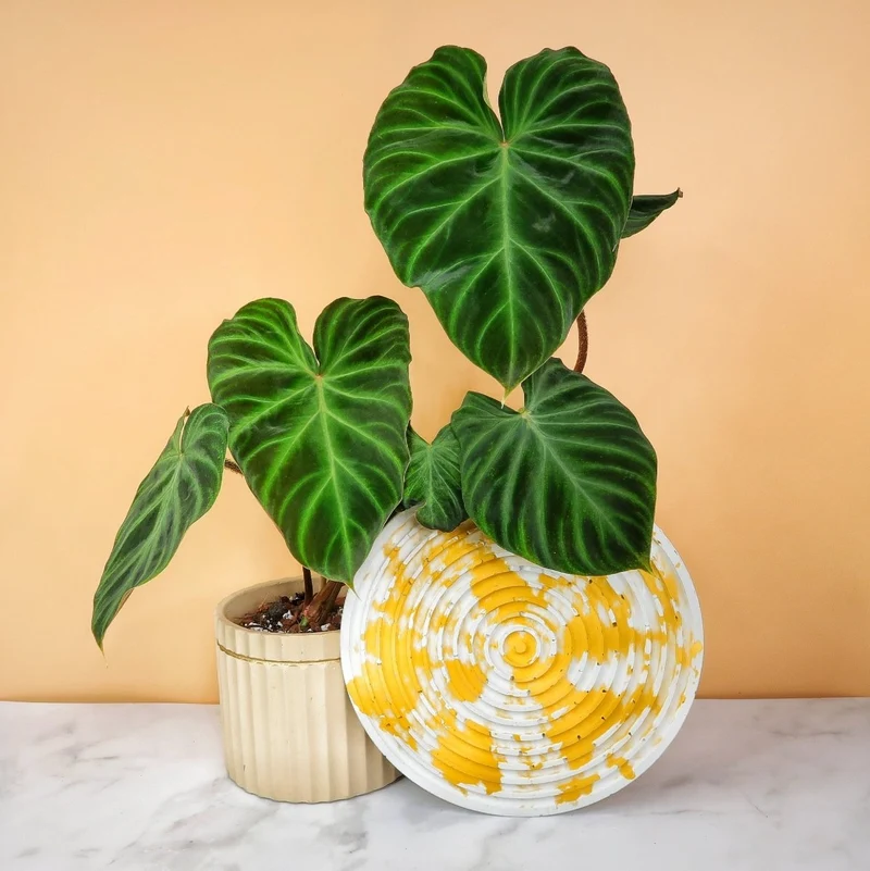 PHILODENDRON VERRUCOSUM