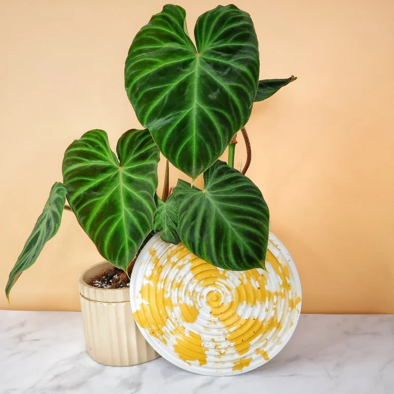 PHILODENDRON VERRUCOSUM