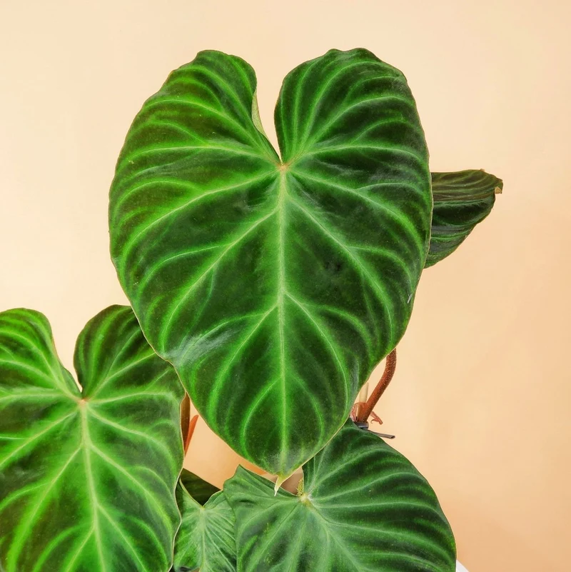 PHILODENDRON VERRUCOSUM