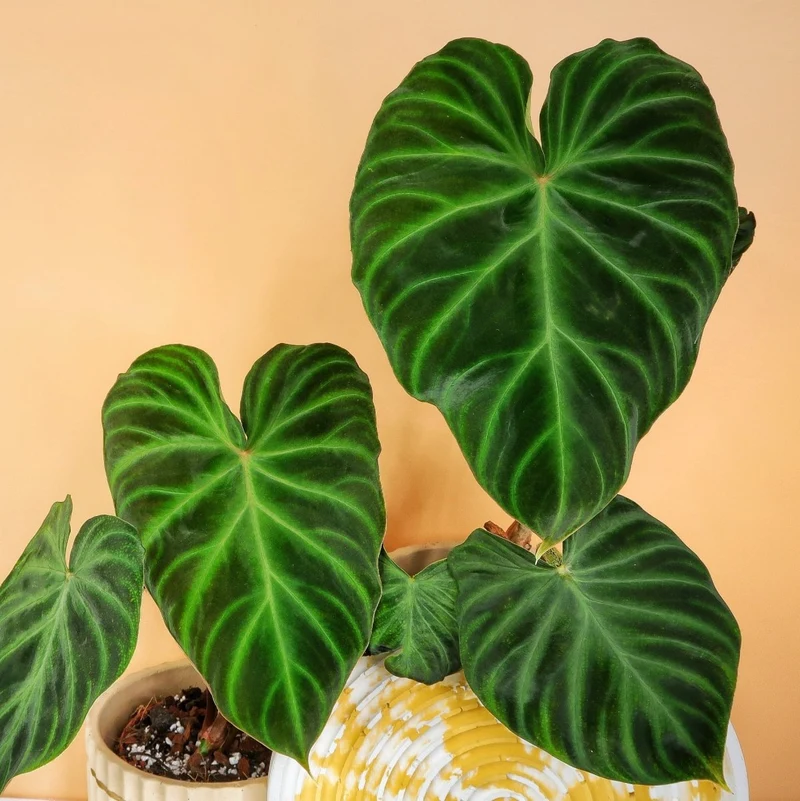 PHILODENDRON VERRUCOSUM