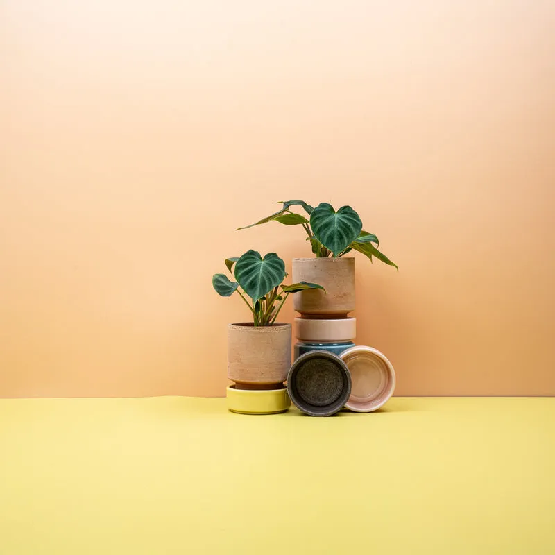 PHILODENDRON VERRUCOSUM