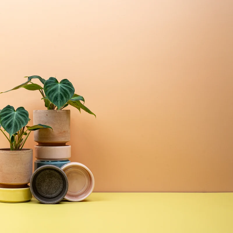 PHILODENDRON VERRUCOSUM