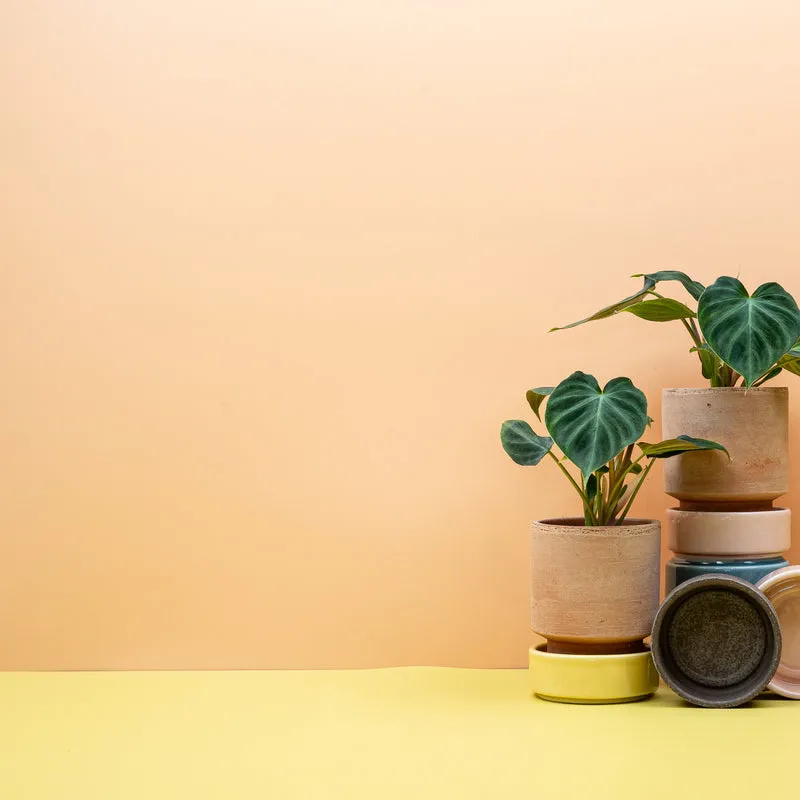 PHILODENDRON VERRUCOSUM