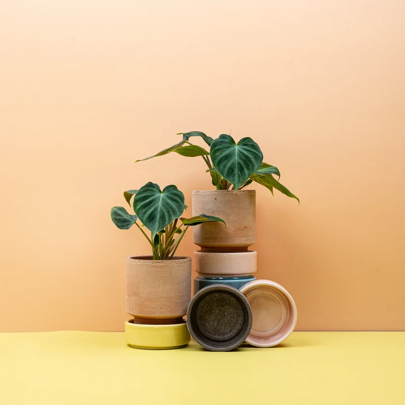 PHILODENDRON VERRUCOSUM