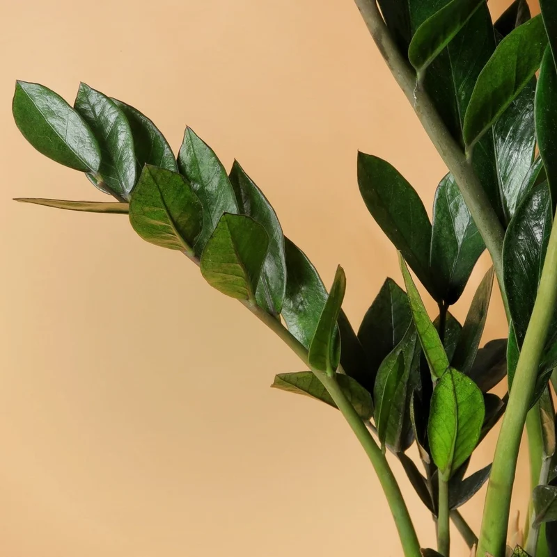 ZAMIOCULCAS SUPER NOVA
