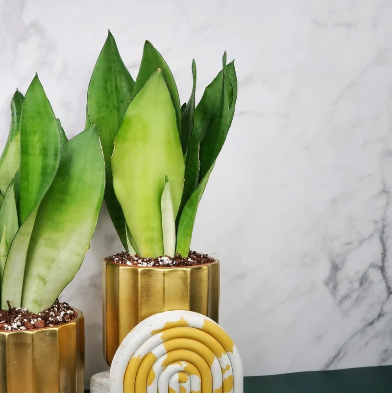 SANSEVIERIA MOONSHINE