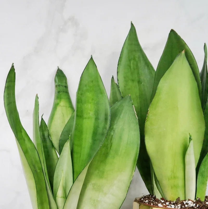 SANSEVIERIA MOONSHINE