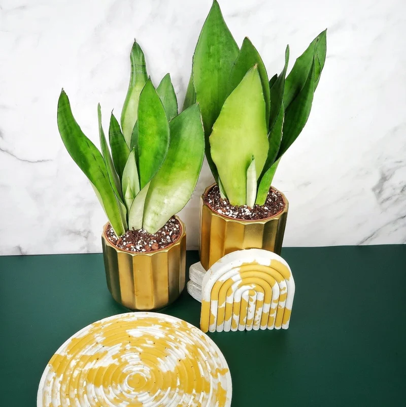 SANSEVIERIA MOONSHINE