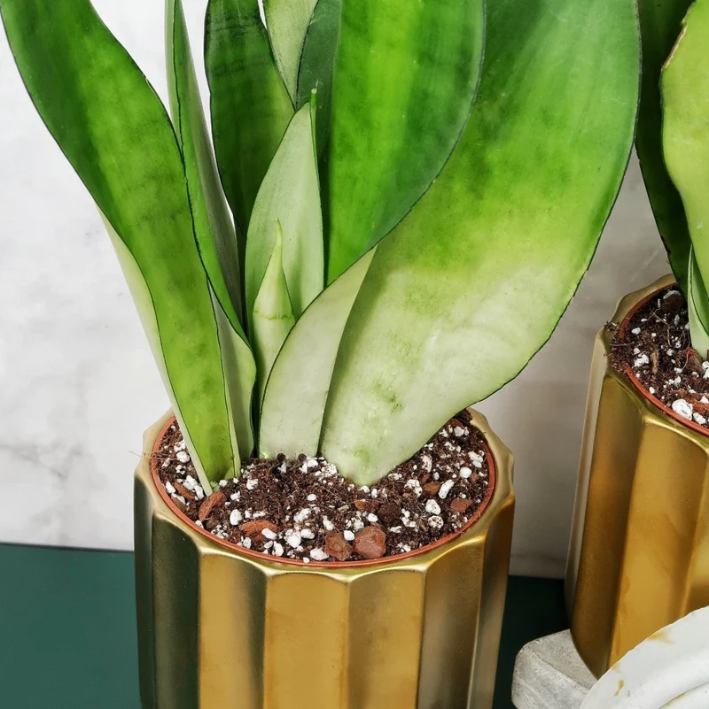 SANSEVIERIA MOONSHINE