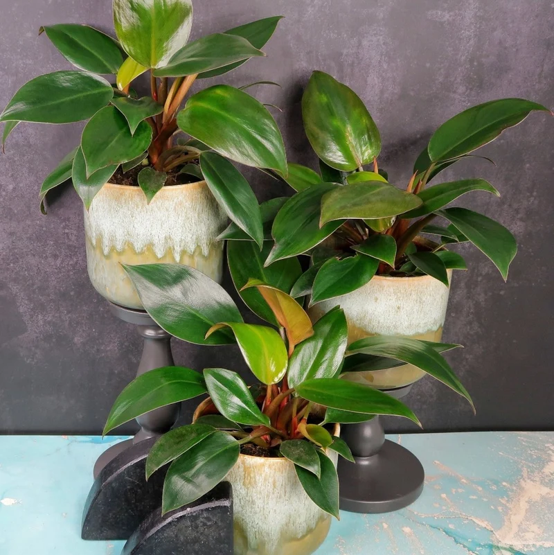 PHILODENDRON ROJO CONGO